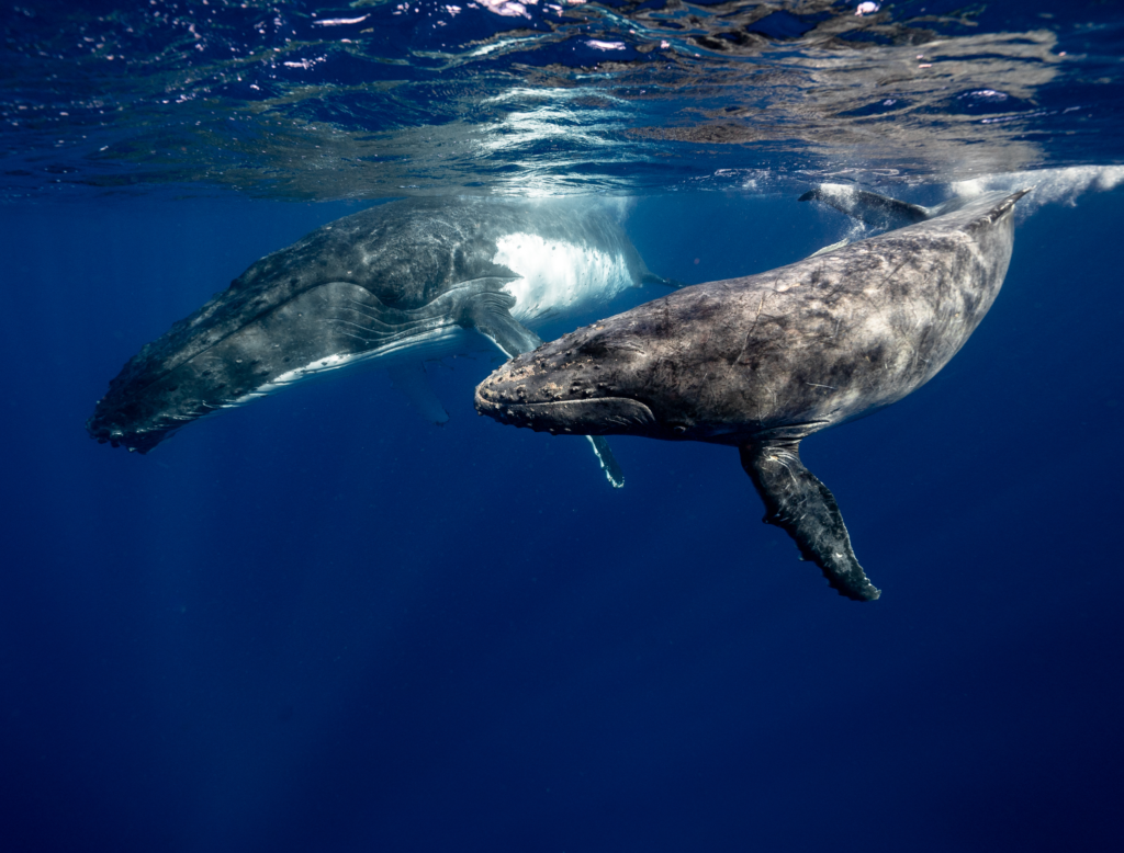 Криптовалюты: что такое кит в криптомире? 