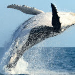 Что такое киты в криптовалютах?